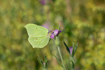 Common brimstone butterfly (Gonepteryx rhamni) on a corn-cockle blossom.