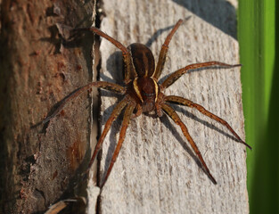 Great raft spider on a wooden beam, top view, macro