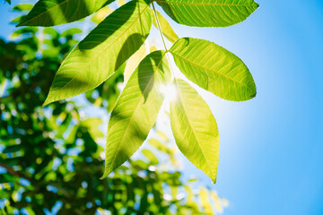 background of green leaves in the spring and summer season in the hot sun in the blue sky - obrazy, fototapety, plakaty