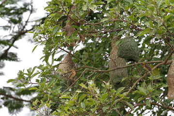 The small bird is build the nest bird on tree in nature at thailand
