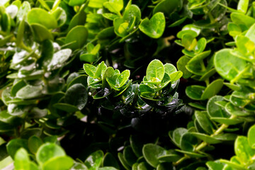 Ficus retusa leaves background. (select focus center picture)