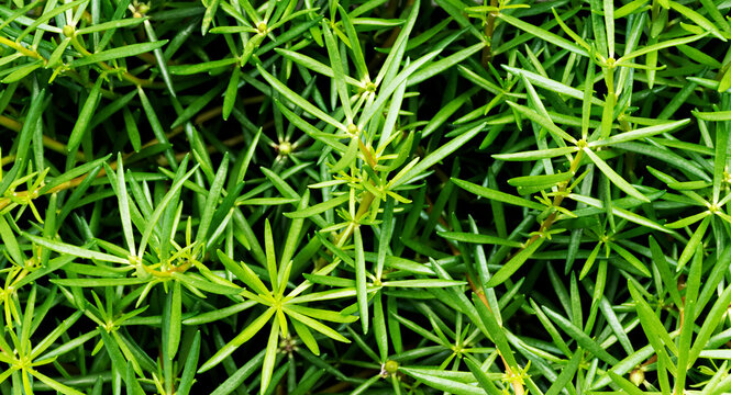 Common Purslane Tree Field Background