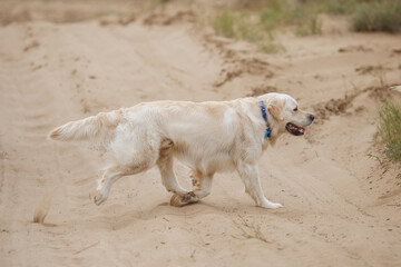 golden retriever in the park in nature in spring
