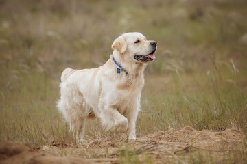 golden retriever in the park in nature in spring