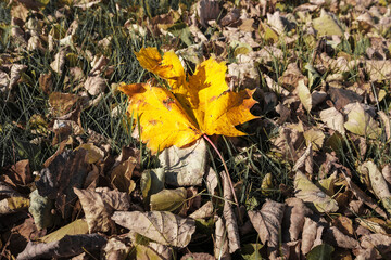 Single old yellow colored fallen maple leaf lying on dry leaves background top close view