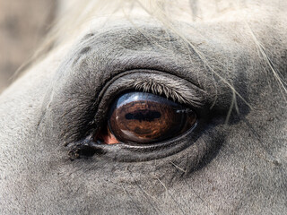 Close up shot - eye of light white horse - Powered by Adobe