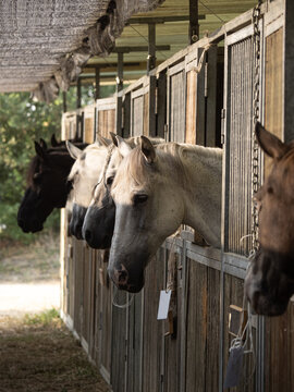 Group of horses with their heads out of the stable