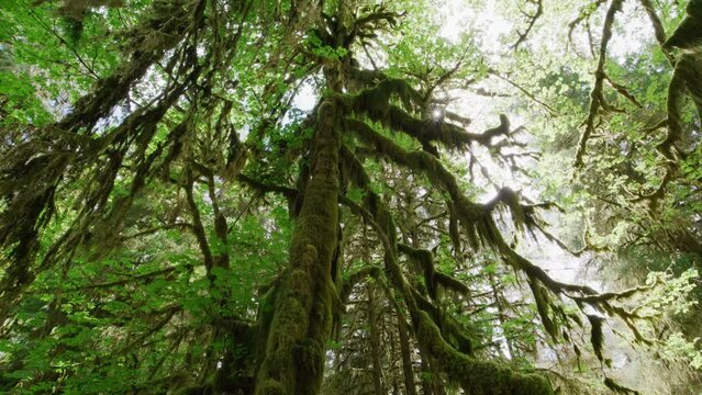 Lush endemic ecosystem within Olympic National Park. Low angle view of of old growth trees and sunshine above the foliage. High quality 4k footage