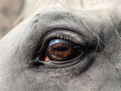 Close up shot - eye of light white horse