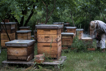 Wooden hives with active honey bees. Apiary. Beekeeping in the village. Organic farming in Ukraine. Odessa region.