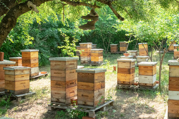 Wooden hives with active honey bees. Apiary. Beekeeping in the village. Organic farming in Ukraine....