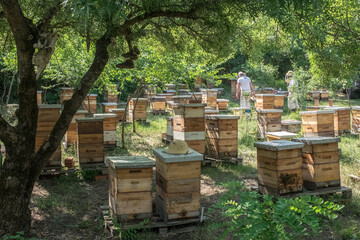 Wooden beehives with active honey bees.  Apiary. Beekeeping in the countryside. Organic farming. 