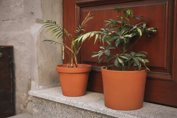 Fototapeta na wymiar Pots with plants near wooden doors outdoor