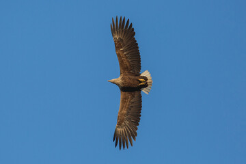 Haliaeetus albicilla flying in the sky