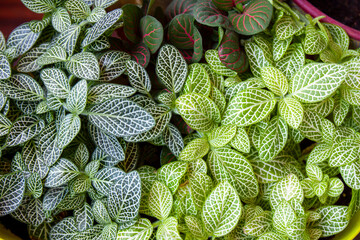 Fittonia plant. Multi-colored variegated leaves with streaks of Fittonia. Top view. Unpretentious  houseplant varied leaf color