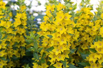 Obraz premium Close-up on the yellow loosestrife (lysimachia punctata) flowers in bloom.