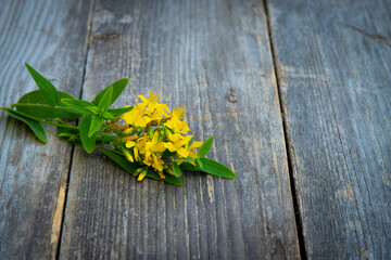 St John's wort (Hypericum perforatum) on wooden background