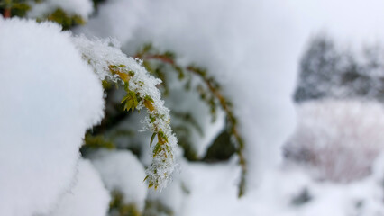 branches of tree covered in snow close up