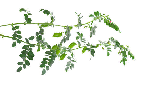 Green chickpeas branch isolated on white background. Chickpea in the pod and flowers.