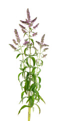 Silver horse mint with flowers, isolated on white background. Mentha longifolia. Herbal medicine. Clipping path.