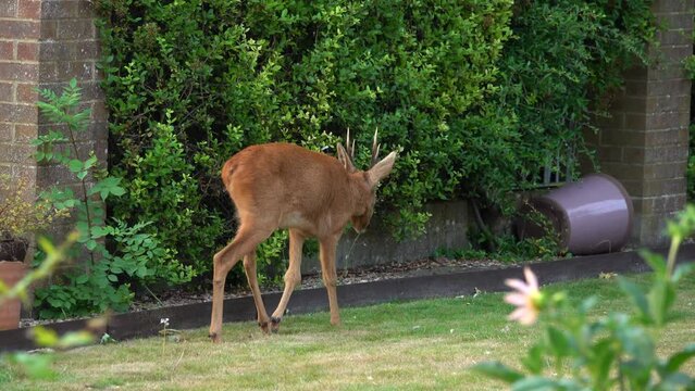detailed close up of a young wild roe deer buck (Capreolus capreolus) pacing a domestic garden 