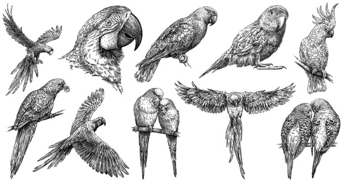 Original artwork parrot black sketch drawing bird Vector Image-gemektower.com.vn