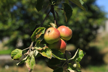 A wild apple tree in Brandenburg an der Havel, Germany