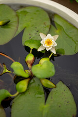 Beautiful nymph flower floating on water