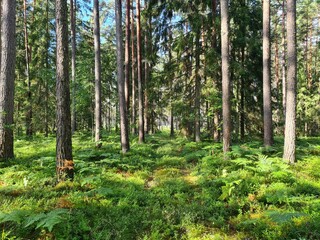 pine forest in the morning