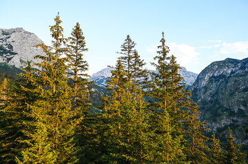 Trees on the mountain. Forest in nature. Mountain Maglić, Bosnia and Herzegovina.