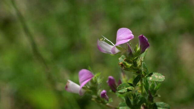Spiny Restharrow in natural ambient (Ononis spinosa) - (4K)