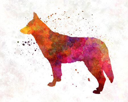 Saarloos Wolfdog in watercolor