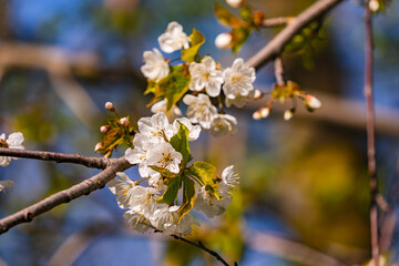 A branch with green leaves and white cherry blossoms in spring against a blue sky