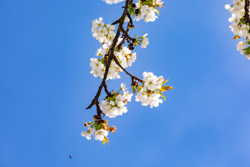 Ein Zweig mit vielen blendend weißen Blüten im Frühling gegen blauen Himmel