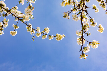 Weiße Kirschblüten an einem Ast machen im Frühling eine frische und freundliche Stimmung - obrazy, fototapety, plakaty