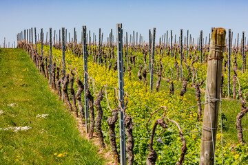 Fototapeta na wymiar Nahaufnahme von Reihen von Weinreben an einem Weinberg, Rheinland-Pfalz, Deutschland