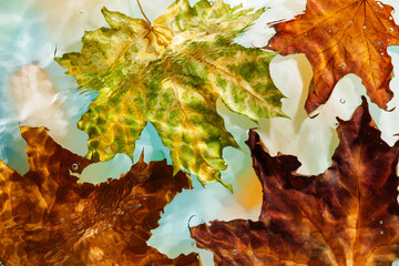 Colorful autumn background. Multicolored autumn leaves under water. Studio photography. Selective...