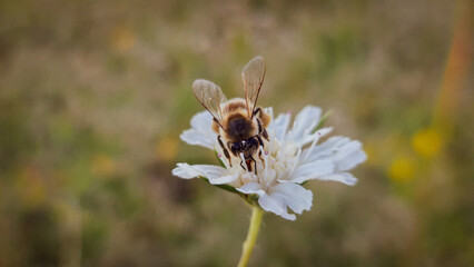 bee on a flower