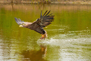 A hunting European eagle makes the landing above water, trees in the background. Grabs the prey in the lake with its claws. Detail, fish, impressive