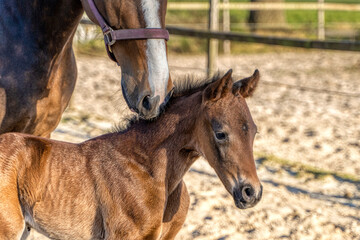 A week old dark brown foal stands outside in the sun with her mother. mare with red halter. Warmblood, KWPN dressage horse. animal themes, newborn