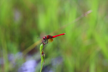 ハッチョウトンボ