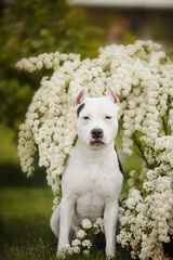 Obraz premium american staffordshire terrier in the park