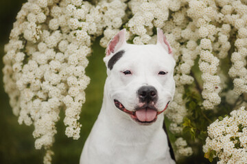 Obraz premium american staffordshire terrier in the park