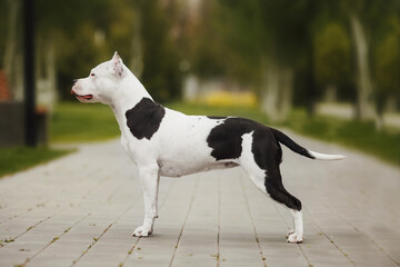 american staffordshire terrier  in the park