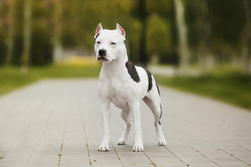 american staffordshire terrier  in the park