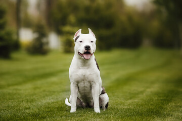 american staffordshire terrier  in the park