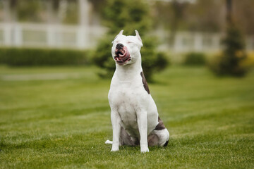 american staffordshire terrier  in the park