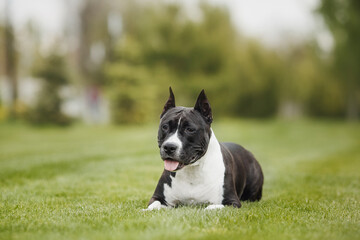 american staffordshire terrier  in the park