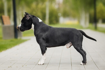 american staffordshire terrier  in the park