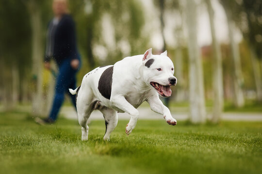 american staffordshire terrier  in the park